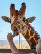 A Giraffe's Head And Neck With Its Tongue And Upper Lip Turned Up Is Waiting To Be Fed A Lettuce Leaf.  A Person's Arm And Back Of Their Head Can Be Seen. 