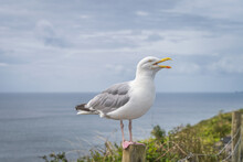 Large Seagull Sitting On Wooden Pole Has Open Beak And Looking At Camera. Wild Atlantic Way In Dingle, Kerry, Ireland