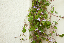 Closeup Of An Ivy Plant With Small Purple Flowers Growing Out On White Wall.