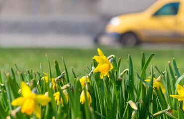 Canvas Print - Bright yellow spring flowers of daffodils in city park

