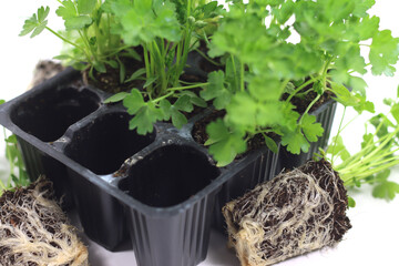 Sticker - Parsley seedlings on white background