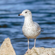 Single Ring-Billed Seagull on a Rocky Shore