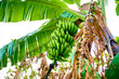 cosecha de plátano colgando de la palmera