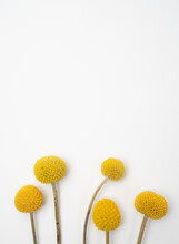 Craspedia Billy Buttons Vibrant Yellow Flower