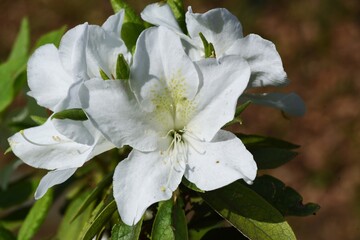 Poster - Azalea flowers. Azalea is widely distributed mainly in Asia and is a national flower in Nepal.