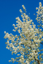 Flowering White Pear Tree Blossoms Against A Clear Blue Sky