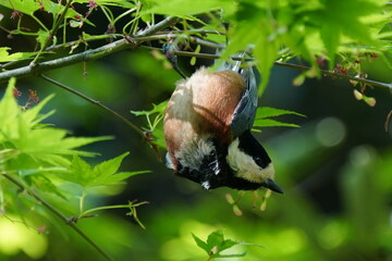 varied tit on the branch