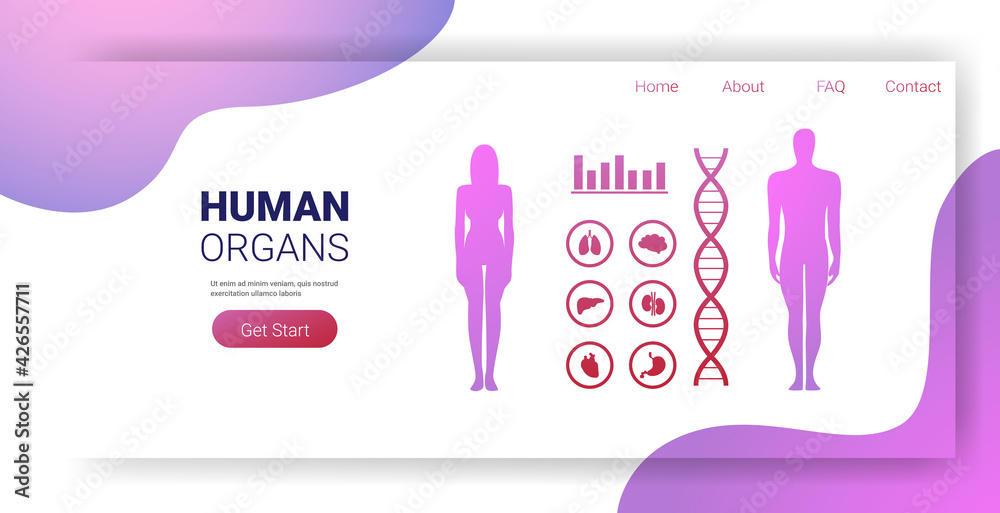 human body structure medical infographic poster with female male ...
