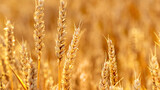 Fototapeta  - Spikelets of wheat in the field on a blurred background