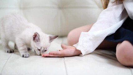 Wall Mural - little girl feeds kitten with palms sitting on couch.nevsky masquerade cat