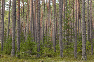  Pine tree landscape  . Forest therapy and stress relief forest.