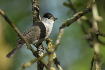 Wall Mural - A stunning male Blackcap, Sylvia atricapilla, perching on a branch of a tree in spring.