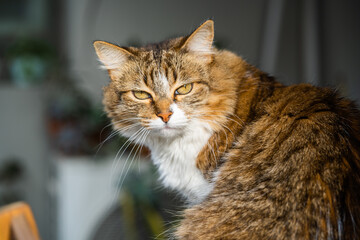 Sticker - Selective focus shot of a fluffy cat in the sunlight