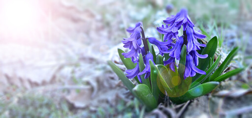 Wall Mural - Blue hyacinth in the glow of the morning spring sun.