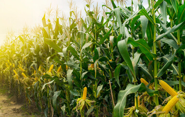 Wall Mural - corn field in sunset