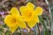 Two daffodils flowers in a garden during spring
