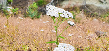 Closeup Shot Of A White Yarrow Wildflower In The Meadow On A Sunny Day