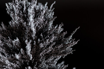 Sticker - Closeup shot of a plant on a dark background