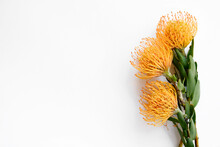 Close Up Shot Of Beautiful Pincushion Protea Flower With Vivid Orange Yellow-orange Inflorescence. Tropical African Sugarbush Plant Isolated On White. Background, Copy Space For Text.