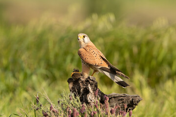 Male Common kestrel at his favorite perch in the late afternoon lights