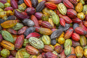 Closeup view of heap of bright and colorful cocoa pods after harvest, Bada valley, Lore Lindu National Park, Central Sulawesi, Indonesia