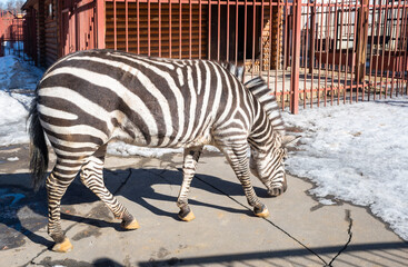 striped horse zebra zoos in spring