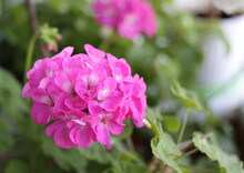 Close-up View Of A Pink Geranium Flower. Green Bokeh In The Background.