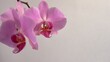 Fioletowe kwiaty orchidei na szarym tle