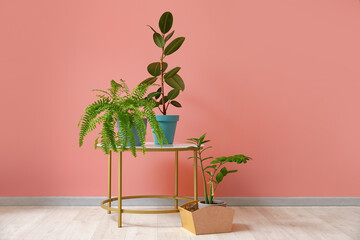 Wall Mural - Table and pots with plants on color background