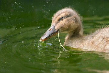 Wall Mural - Close up portrait of a young duckling mallard 