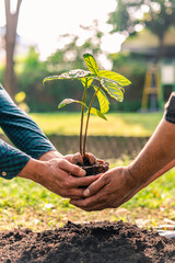 World environment day afforestation nature and ecology concept The male volunteer are planting seedlings and trees growing in the ground while working in the garden to save Earth, Earth Day.