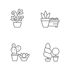 Sticker - Gardening store categories linear icons set. Succulents and cactus growing in dry and warm climate. Customizable thin line contour symbols. Isolated vector outline illustrations. Editable stroke