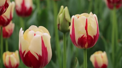 Wall Mural - beautiful tulips in the wind in sunny spring weather, macro video, beauty of nature