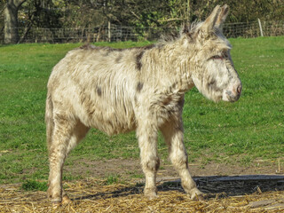 Wall Mural - portrait of a beautiful donkey