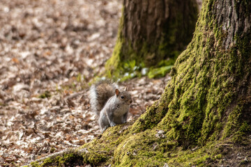 Canvas Print - pretty squirrel sitting in the woodland