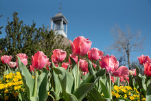 Beautiful Pink Tulips Mark The Start Of Spring In Colonial Williamsburg, VA.