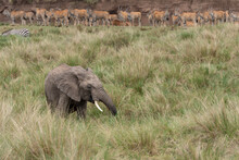 Closeup Of A Young Elephant With Eland Antelopes And A Zebra In The Background In A Savannah