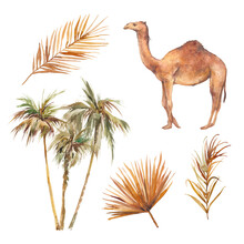 Watercolor Desert Oasis Set: Camel And Palm Trees. Safari Illustration Isolated On White Background