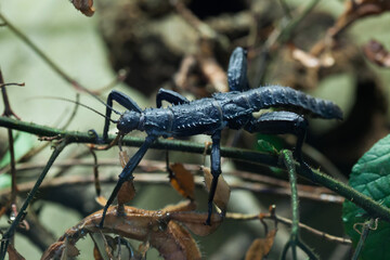 Wall Mural - Thorny devil stick insect (Eurycantha calcarata).