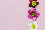 Fototapeta Storczyk - Fleurs saxifage blanc et rose sur un fond rose - Composition minimaliste fleurie et espace vide