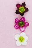 Fototapeta Storczyk - Fleurs saxifage blanc et rose sur un fond rose - Composition minimaliste fleurie et espace vide