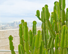 Cactuses Over A Blurred View Of The Downtown Of Los Angeles, WA