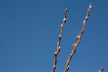 Branches With Pussy Willow Buds Against The Sky.