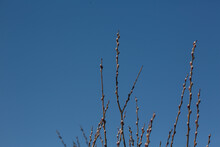 Branches With Pussy Willow Buds Against The Sky.
