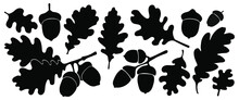 Oak Tree. Silhouette. Isolated Acorns And Leaves On White Background 
