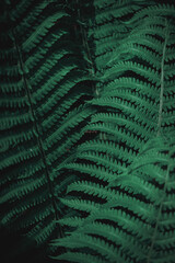  Natural green leaves of fern pattern background