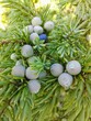 © Sandris Veveris - Juniper, juniper berries were preparing
