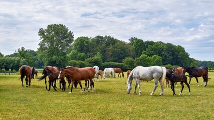 herd of horses