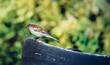 Finken in Nahaufnahme. Eine kleine Meise sitzt auf einer Parkbank und schaut in die Ferne. Ein Vogel auf Futtersuche.
