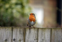 Closeup Shot Of A European Robin Perched On A Fence